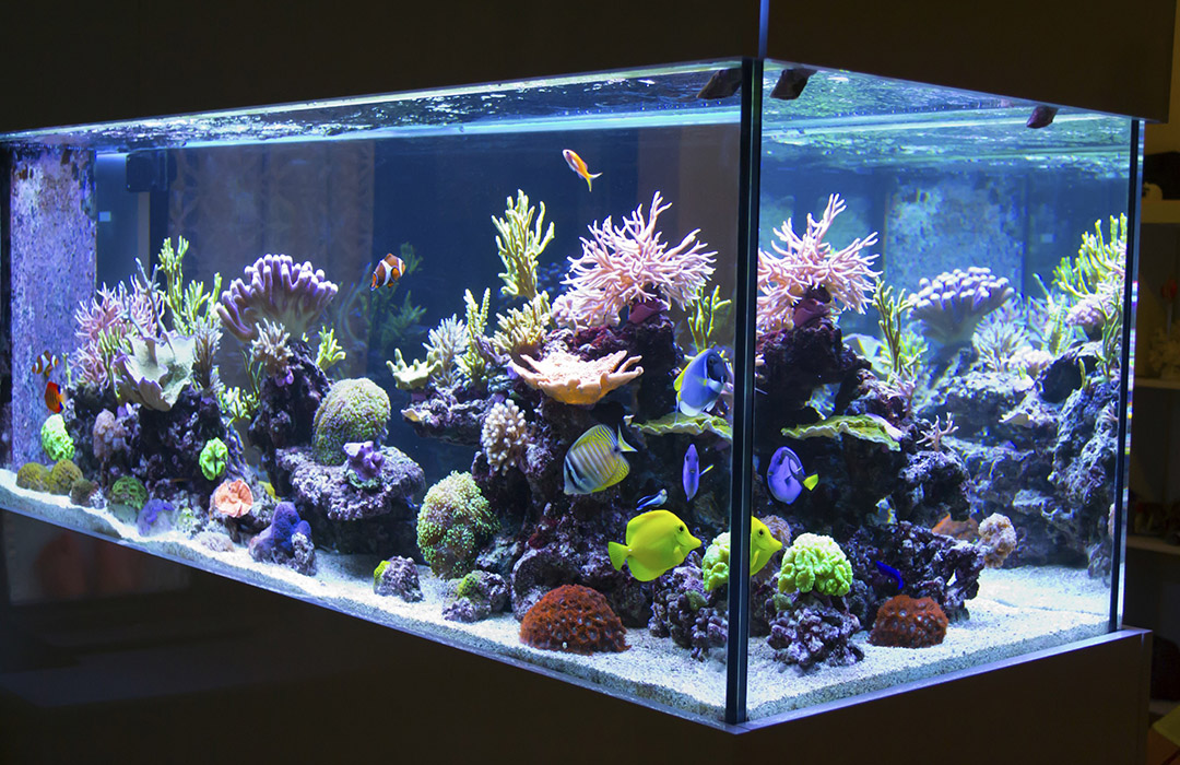 What We Can Learn About Diabetes From Fish
